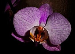 purple orchid on a dark background