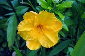 yellow flower on a green plant