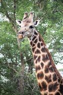 portrait of giraffe in africa