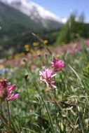 flowers on the alpine meadow