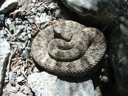 dangerous rattlesnake reptile