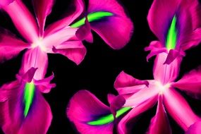 pink iris flowers on a black background