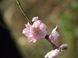 flowering peach tree