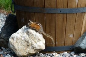 cute chipmunk is sitting on a pebble