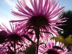 bottom view of purple flowers at sky