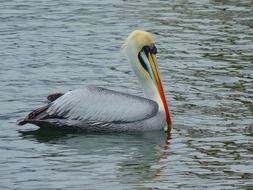 Pelican is swimming in a pond