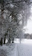 wintry trees