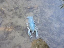 blue cancer in the river
