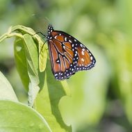 macro Picture of butterfly is on a leaf