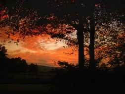 red sunset afterglow at sky beneath dark trees