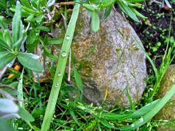 stone and dew drops on the plant