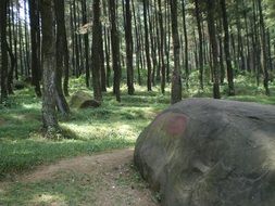 stone forest