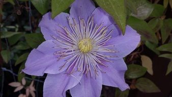 purple clematis at leaves