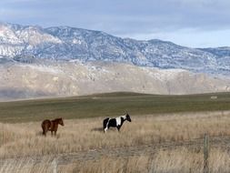 cows graze in a meadow in the mountains