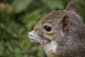 funny squirrel eating
