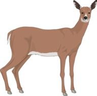 drawn brown wild deer on a white background