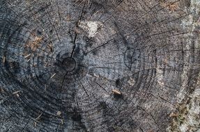 tree stump rings nature wood