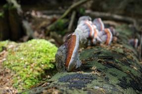 tree mushrooms on the bark