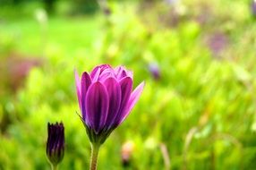 purple natural flower