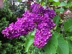 Lilac flowers on a bush in the garden