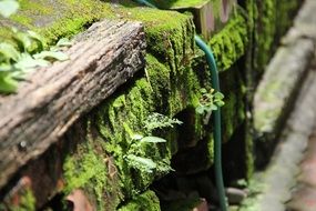 wooden fence in green moss