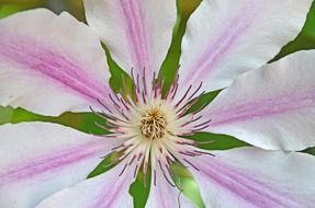 purple white flower petals