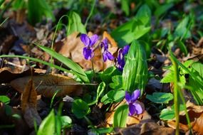 cute little wald violet flower