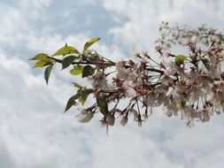 apple blossoms on a tree branch