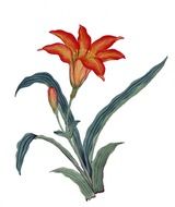graphic image of a red lily on a stalk