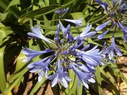 Blue lily as a decorative plant