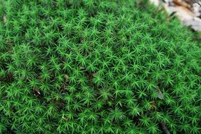green structure forest
