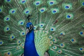 bright peacock animal portrait