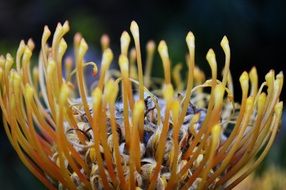 flower nature plant macro recording