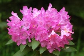rhododendron pink blossom close-up on blurred background