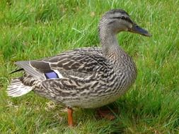 Wild duck on grass