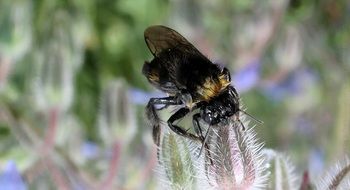 insect in nature on a flower