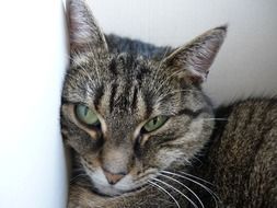 the domestic striped cat sleeps near the wall