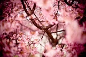 adorable japanese cherry flowering tree