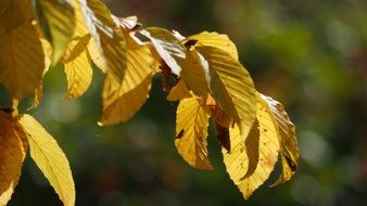 Macro picture of yellow leaves