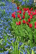 red tulips and blue hyacinths on a bed