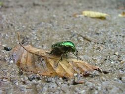 beetle foliage