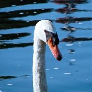 portrait of a swan on the water