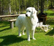 beautiful white pyrenean mountain dog, great pyrenees on lawn