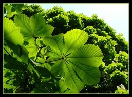 photo of horse chestnut leaves
