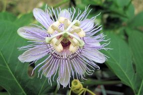 passiflora flower with green leaves