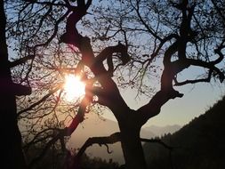tree silhouette against the bright sun
