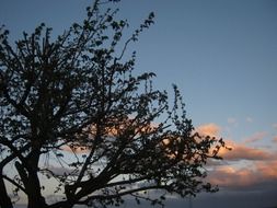 Clouds through the tree