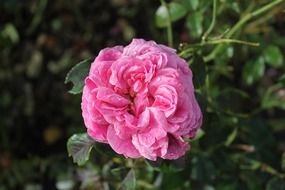 tender pink rose close-up