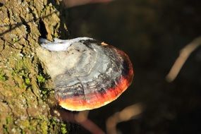 tree fungus in the forest