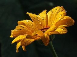 yellow daisy in rain drops close up